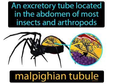 an excretory tube located in the abdomen of most insects and arthropods