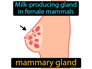 milk-producing gland in female mammals