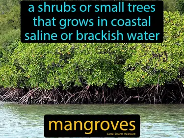 a shrubs or small trees that grows in coastal saline or brackish water