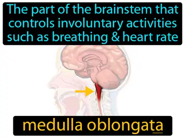 the part of the brainstem that controls involuntary activities such as breathing &amp; heart rate