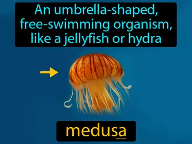 an umbrella-shaped free-swimming organism, like a jellyfish or hydra