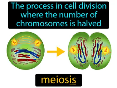 the process in cell division where the number of chromosomes is halved