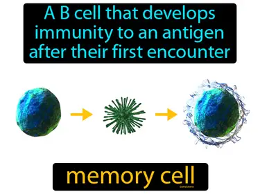 a B cell that develops immunity to an antigen after their first encounter