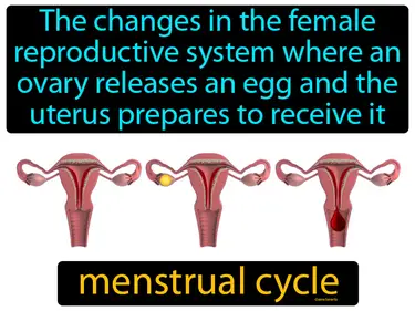 the changes in the female reproductive system where an ovary releases an egg and the uterus prepares to receive it