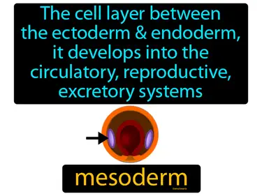the cell layer between the ectoderm and endoderm, it develops into the circulatory, reproductive and excretory systems