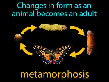 Invertebrates, Mollusks, Arthropods and Echinoderms