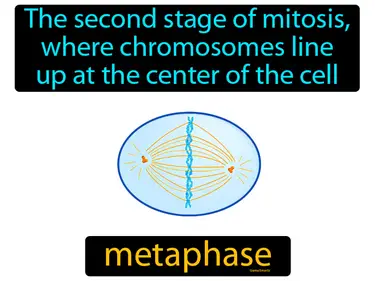 the second stage of mitosis, where chromosomes line up at the center of the cell