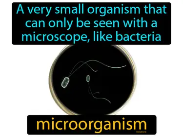a very small organism that can only be seen with a microscope, like bacteria