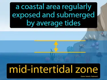 A coastal area regularly exposed and submerged by average tides