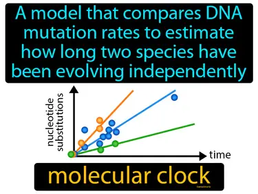 a model that compares DNA mutation rates to estimate how long two species have been evolving independently