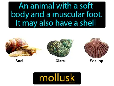 an animal with a soft body and a muscular foot, it may also have a shell, like a snail or squid