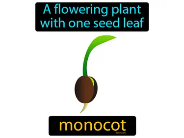 a flowering plant with one seed leaf