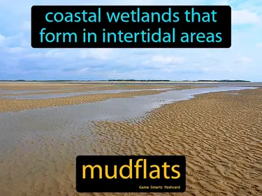 Coastal wetlands that form in intertidal areas