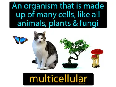Multicellular Organisms MS-LS1-3