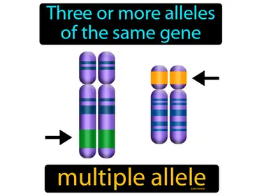 three or more alleles of the same gene