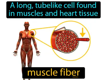 a long, tubelike cell found in muscles and heart tissue