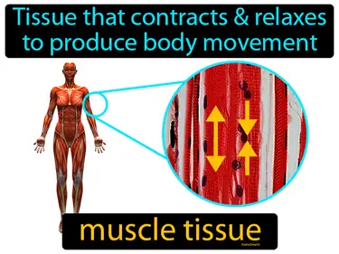 the tissue that contracts and relaxes to produce body movement