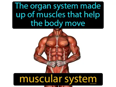 the organ system made up of muscles that help the body move