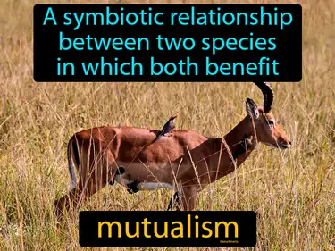 a symbiotic relationship between two species in which both benefit