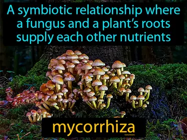 a symbiotic relationship where a fungus and a plant’s roots supply each other nutrients