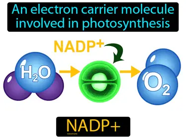 an electron carrier molecule involved in photosynthesis