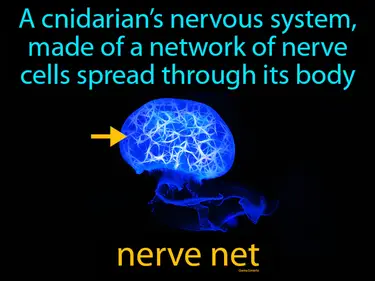 a cnidarian’s nervous system, made of a network of nerve cells spread through its body