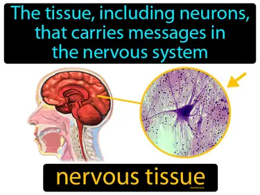 the tissue, including neurons, that carries messages in the nervous system