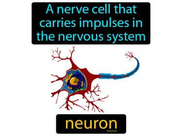 a nerve cell that carries impulses in the nervous system