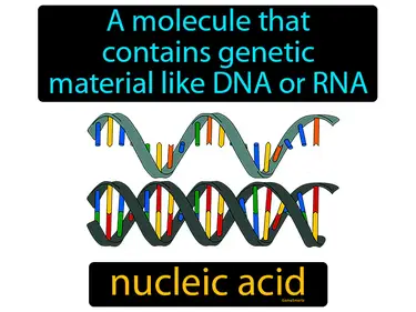 a molecule made of nucelotides that contain genetic material, like DNA and RNA