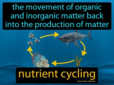 The movement of organic and inorganic matter back into the production of matter