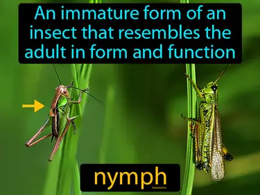 an immature form of an insect that resembles the adult in form and function