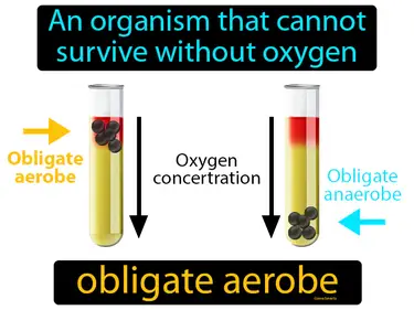 an organism that cannot survive without oxygen
