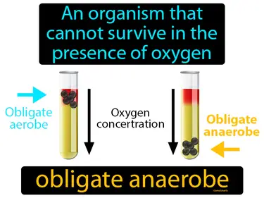 an organism that cannot survive in the presence of oxygen