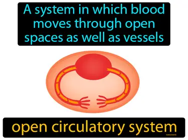 a system in which blood moves through open spaces as well as vessels