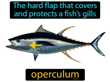 the hard flap that covers and protects a fish’s gills