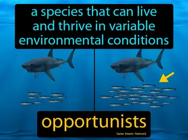 A species that can live and thrive in variable environmental conditions