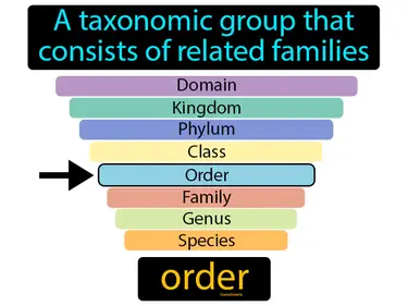 a taxonomic group that consists of related families