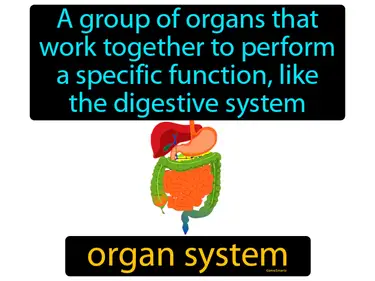 a group of organs that work together to perform a specific function, like the digestive system