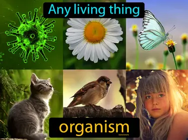 Classifying Living Things