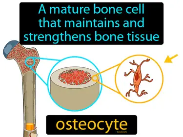 a mature bone cell that maintains and strengthens bone tissue