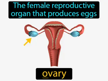 the female reproductive organ that produces eggs