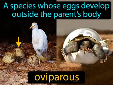 a species whose eggs develop outside the parent’s body