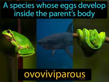 a species whose eggs develop inside the parent’s body