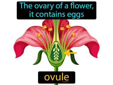 the ovary of a flower, it contains eggs