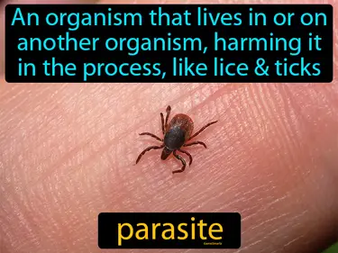 an organism that lives in or on another organism, harming it in the process, like lice or ticks