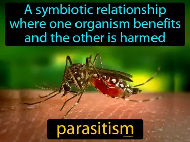 a symbiotic relationship where one organism benefits and the other is harmed