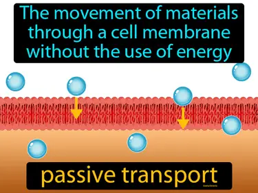 the movement of materials through a cell membrane without the use of energy