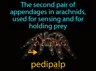 the second pair of appendages in arachnids, used for sensing and for holding prey