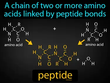 a chain of two or more amino acids linked by peptide bonds