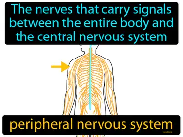 the nerves that carry signals between the entire body and the central nervous system